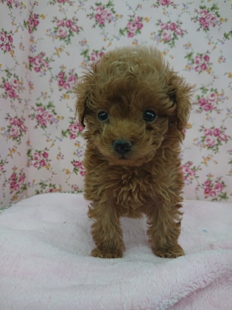 トイ・プードル　２０１９年１２月７日産まれ