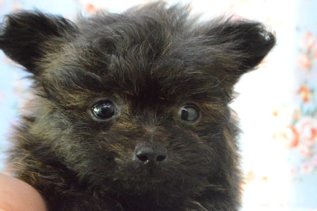 ＭＩＸ犬の３兄弟ご紹介！！