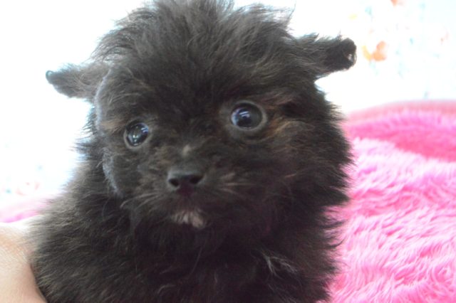 ＭＩＸ犬の３兄弟ご紹介！！