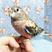 手乗りアキクサインコ　ノーマル　1月7日