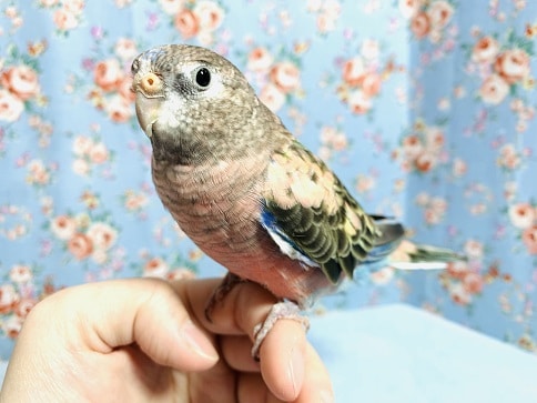 手乗りアキクサインコ　ノーマル　1月7日