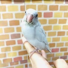 手乗りマメルリハ　アメリカンホワイト　女の子