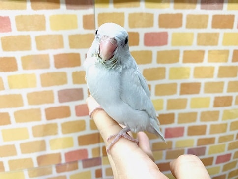 手乗りマメルリハ　アメリカンホワイト　女の子