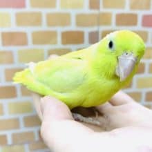 マメルリハ　アメリカンイエロー　女の子 １月１８日撮影