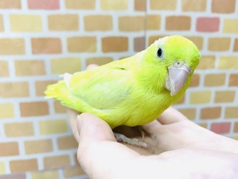 マメルリハ　アメリカンイエロー　女の子 １月１８日撮影