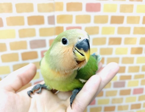 手乗りコザクラインコ　ノーマル　１月２２日