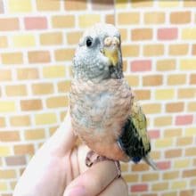 ローズアキクサインコ　２月９日