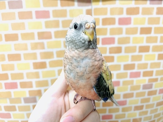 ローズアキクサインコ　２月９日