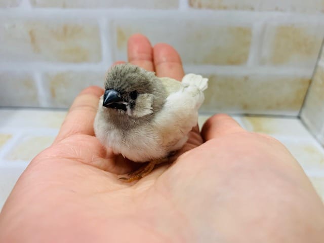 うぶうぶな頭のキンカチョウさんが入舎です！