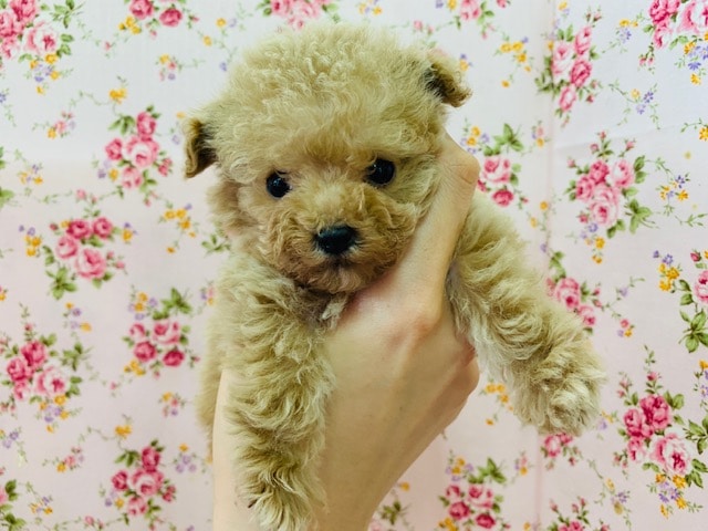 店長オススメ！極小トイプードル♪