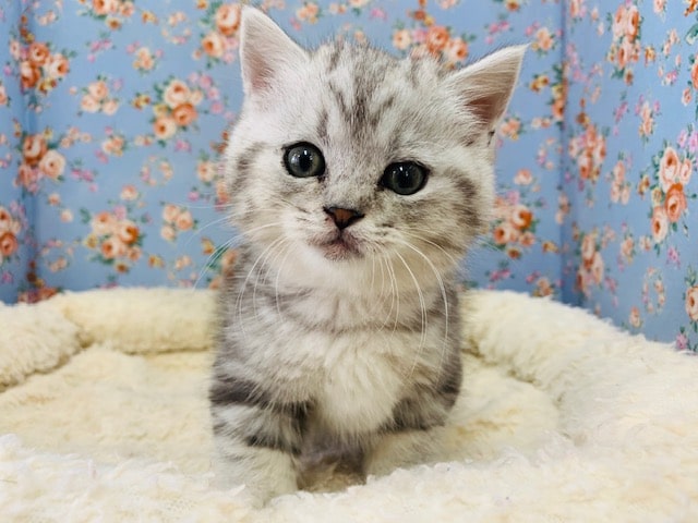 短足が魅力的なマンチカンが入りました♪