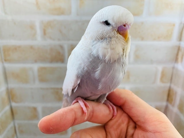 頭がとても大きいジャンボセキセイが入舎しました！