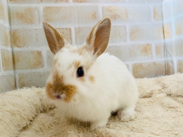 ふわふわミックスのうさぎさんが入舎！