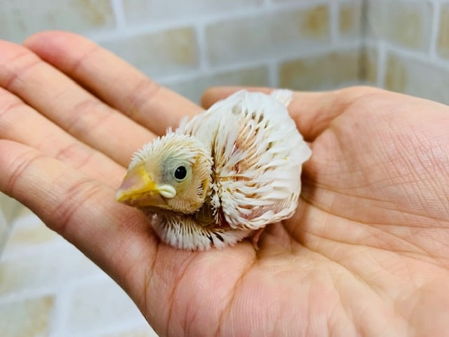 人気色の白文鳥さんが入舎です！