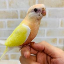 写真更新♪美人になりました！イエロー秋草インコさん♪