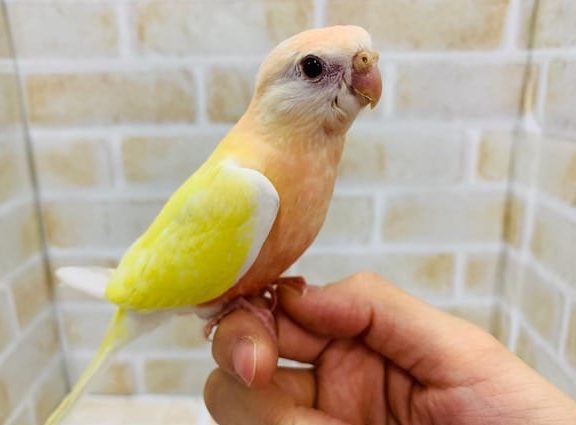 写真更新♪美人になりました！イエロー秋草インコさん♪