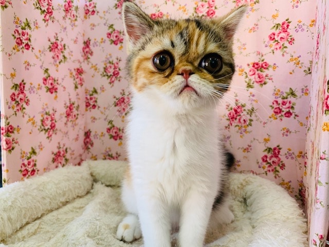 上尾店から人懐っこいエキゾチックが来ました！