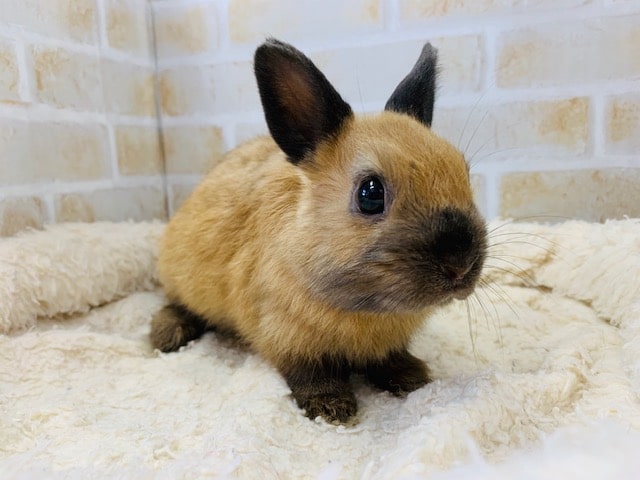 日本では珍しいポーリッシュさん♪