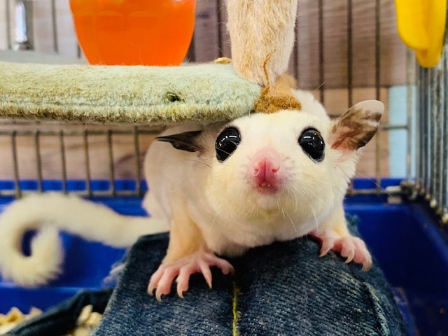 モザイクカラーのモモンガさんいます♪