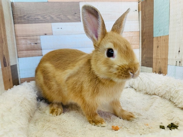 ころころ可愛いネザーランドドワーフさん☆