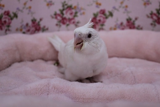 半年振り！オカメインコ“ピュアホワイト”　2020.1/9入舎