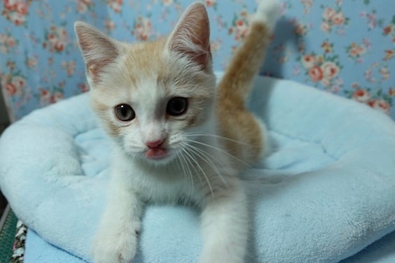 マンチカン（足長）クリームタビー＆ホワイト２０１９年１２月６日生まれ　　