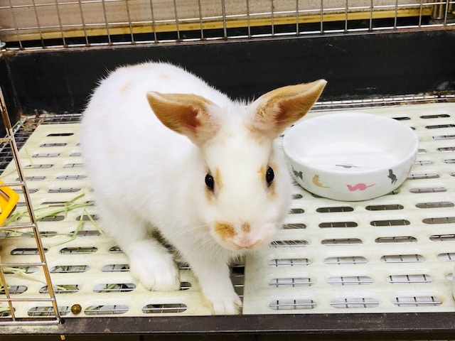 ネザーランドドワーフラビット　ブロークン　男の子