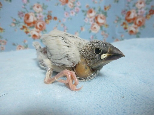 手乗りシルバー文鳥　　２月２７日