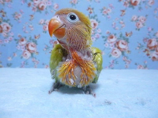 手乗りヤマブキボタンインコ　２月２３日