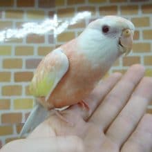 アキクサインコ　ルビノー　ヒナ餌卒業済　２月１５日