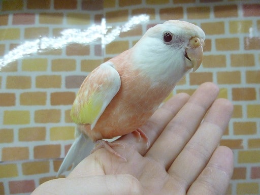 アキクサインコ　ルビノー　ヒナ餌卒業済　２月１５日