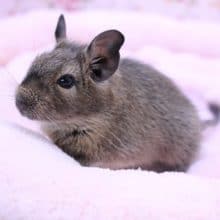 人が大好き!!　デグーの男のコ 2020.1/14入舎