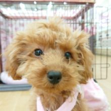 人が大好きプードルちゃん♪