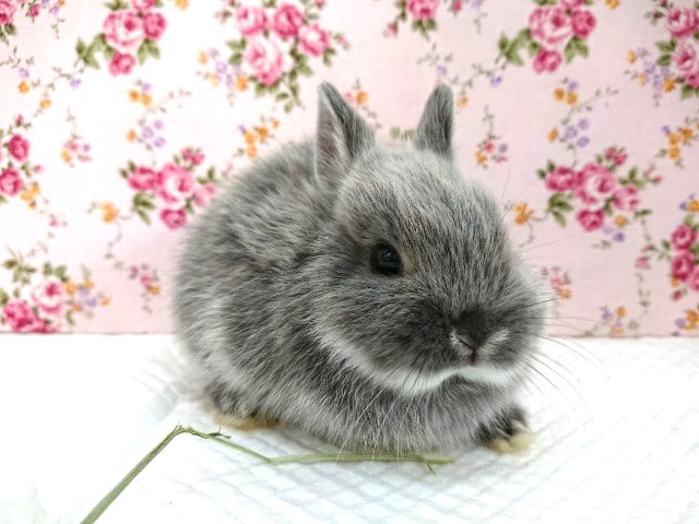 ぎゅぎゅっと小さいネザーランドちゃん入舎しました！