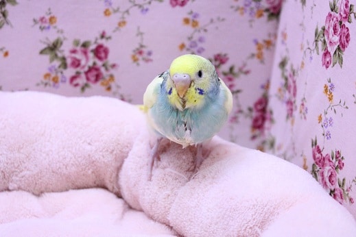 レインボー系のレアカラー！！セキセイインコ 2020.1/30入舎