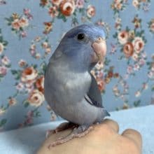 手乗りマメルリハ　コバルト　２月１９日