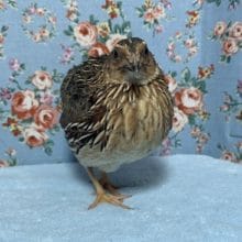 並ウズラ　男の子　２月２０日