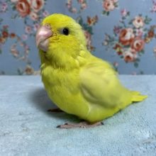 手乗りマメルリハ　パステルイエロー　男の子　２月２２日撮影　