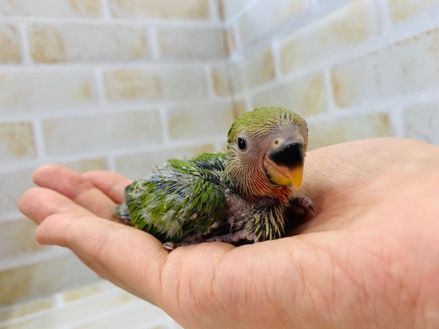 久々にコザクラインコが来ましたよ♪