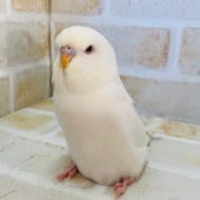 真っ白アルビノのジャンボセキセイさん♪