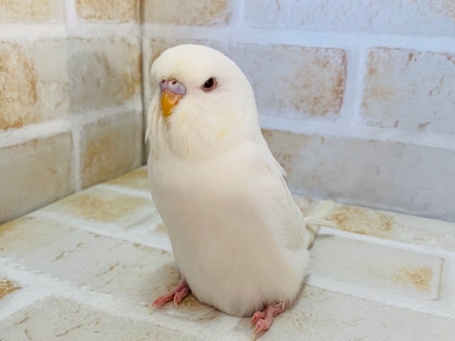 真っ白アルビノのジャンボセキセイさん♪