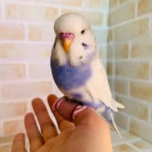 色がくっきりのジャンボセキセイインコさん♪