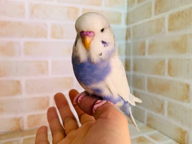 色がくっきりのジャンボセキセイインコさん♪