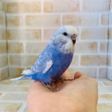 大きい頭を持ってるジャンボセキセイさん！