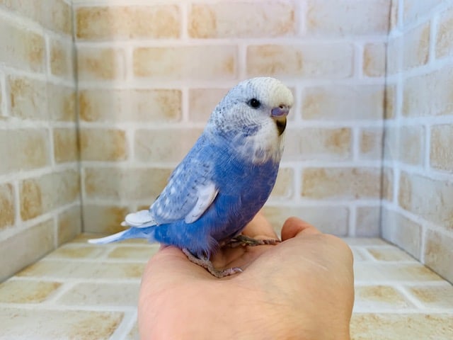 大きい頭を持ってるジャンボセキセイさん！