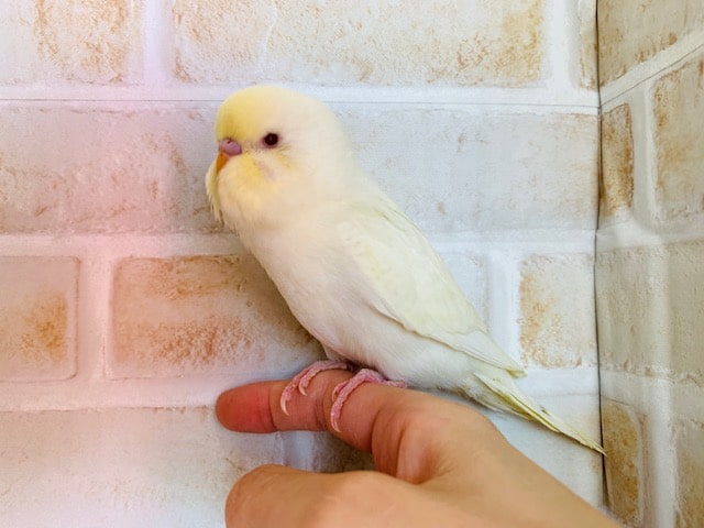 珍しいクリームのジャンボセキセイインコが入舎です♪