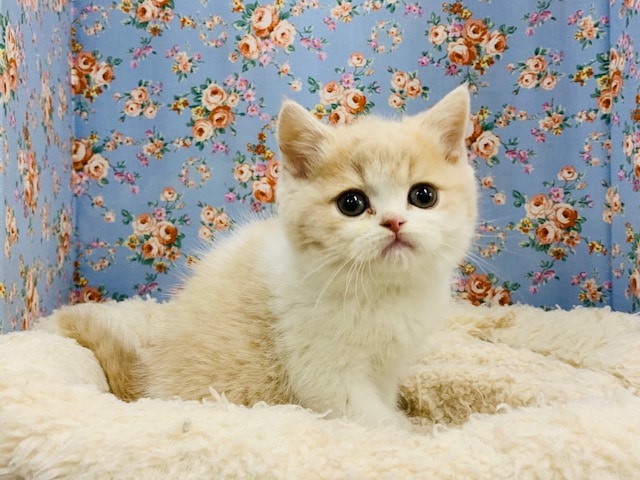 ゴロゴロ甘えてくるスコティッシュ入舎です♪