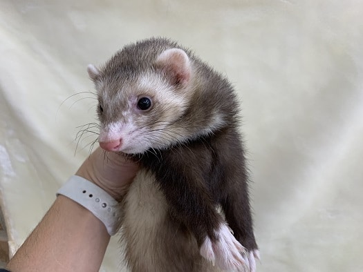 マーシャルフェレット　バターミット　フェアー中！