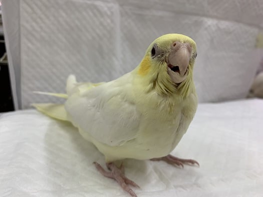 ちょっと珍しいオカメインコルチノー　イエローフェイス