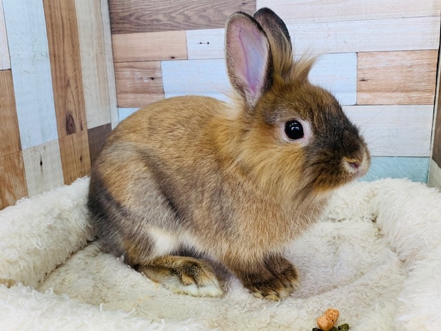 可愛いライオンラビットいます♪